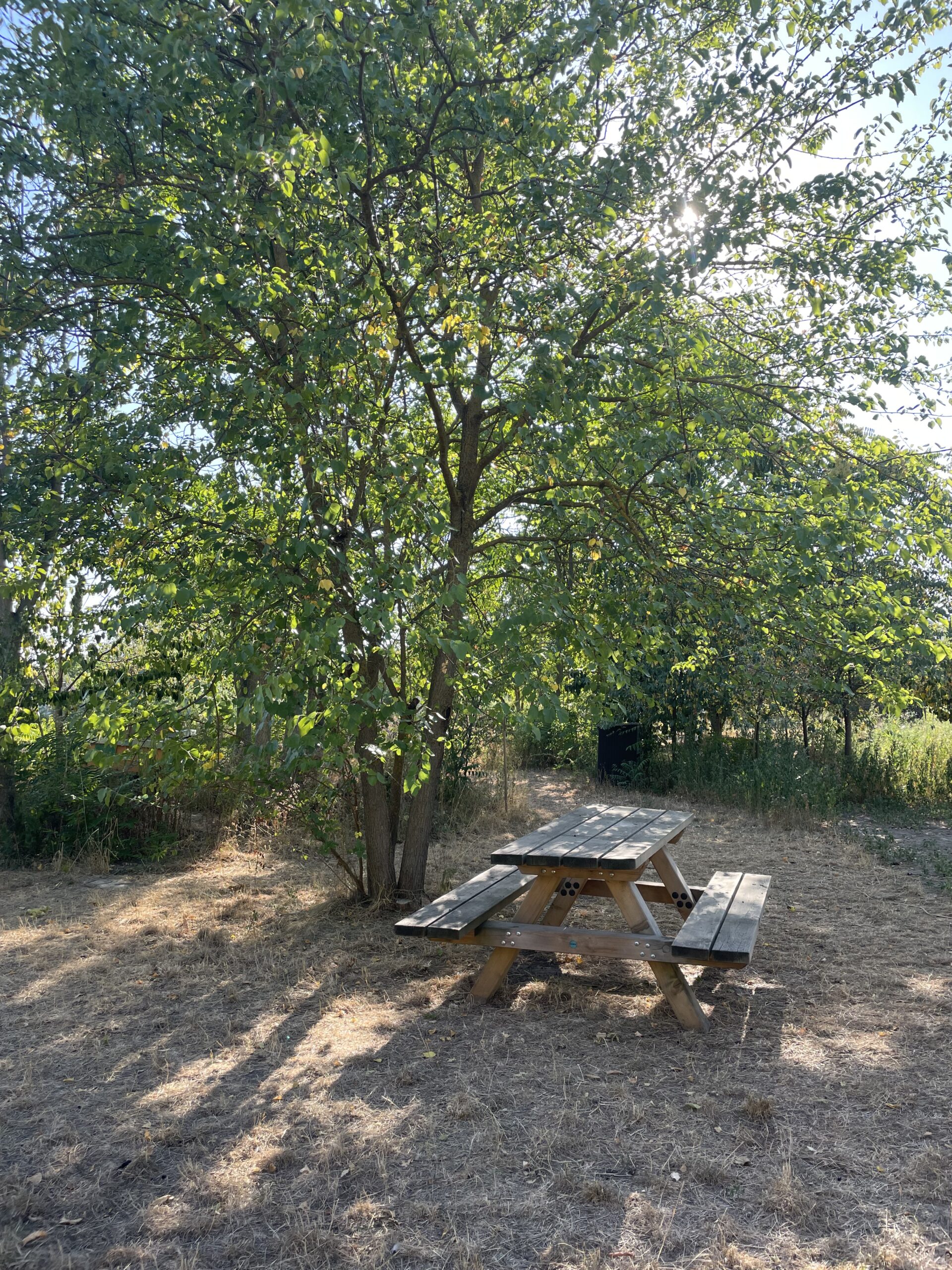Picknicktisch mit zwei fixen Bänken aus Holz im Schatten eines Baumes.