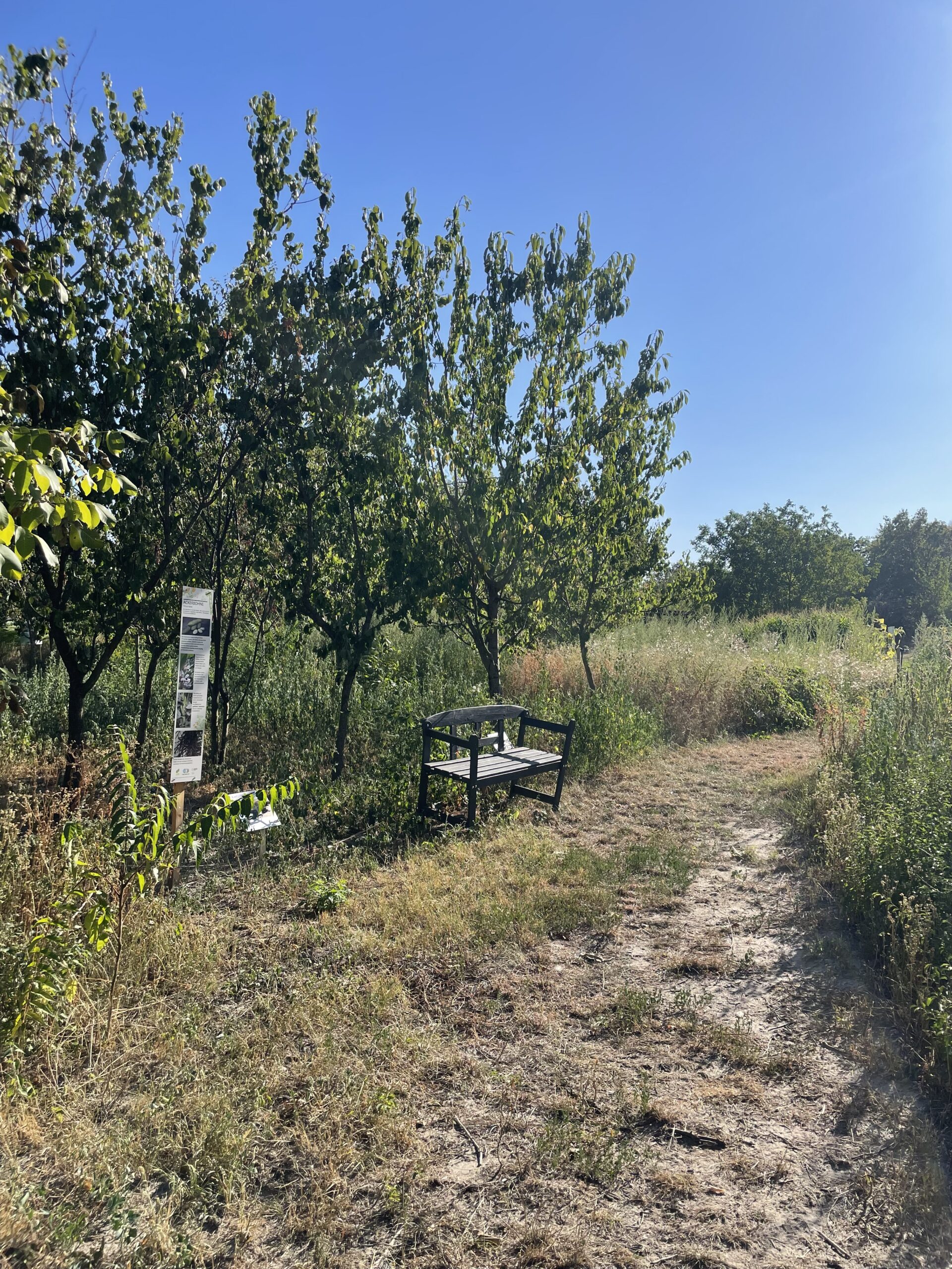 Dunkelgraue Holzbank mit Obstbäumen im Hintergrund.