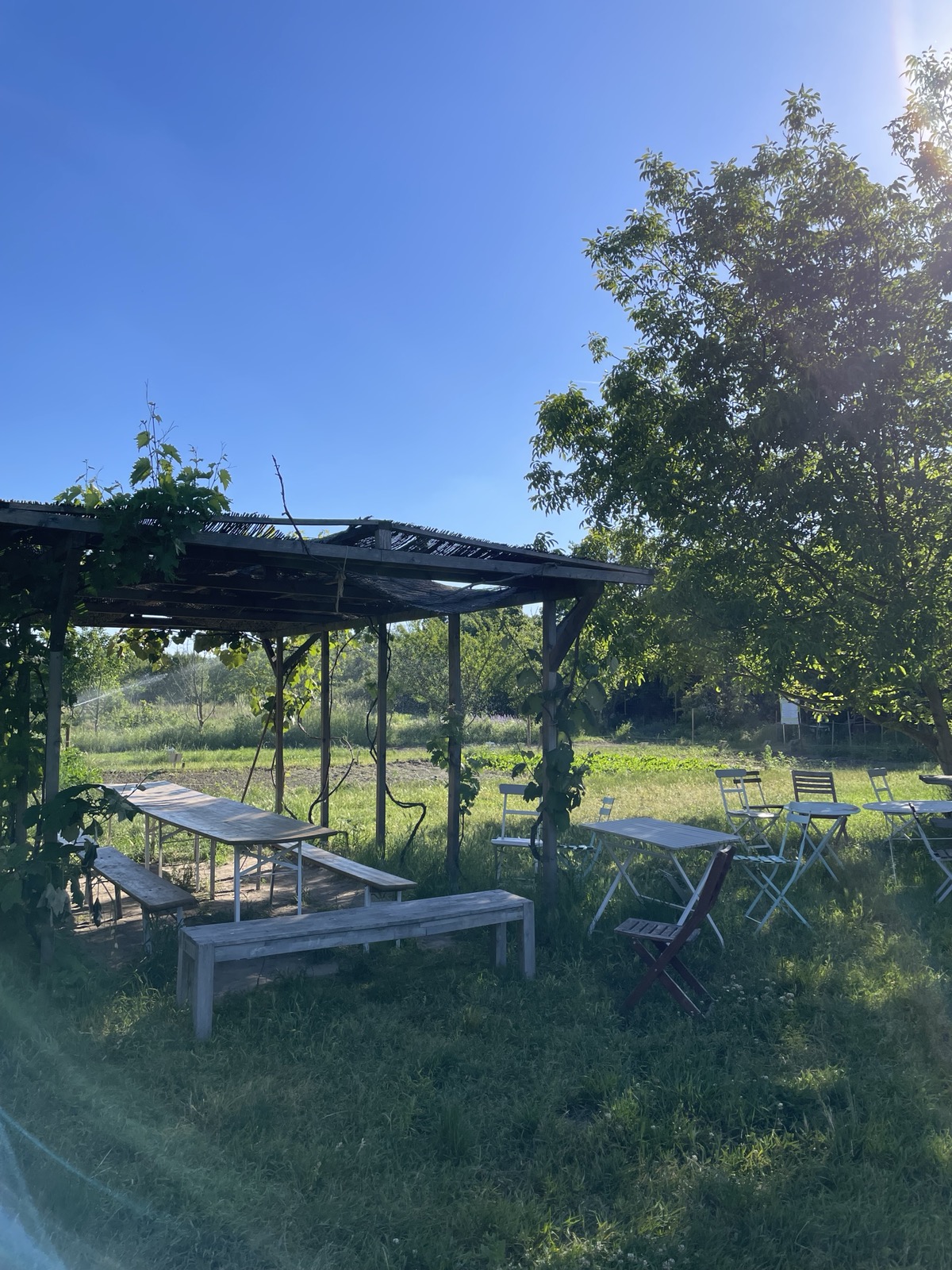 Verschiedene Holzbänke und Tische, sowie einzelne Sessel und kleinere Tischchen stehen im Bereich der Pergola, die mit Wein bewachsen ist.