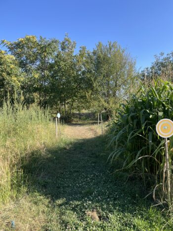 Wiesenweg am WeltTellerFeld vorbei an hohen Maispflanzen.