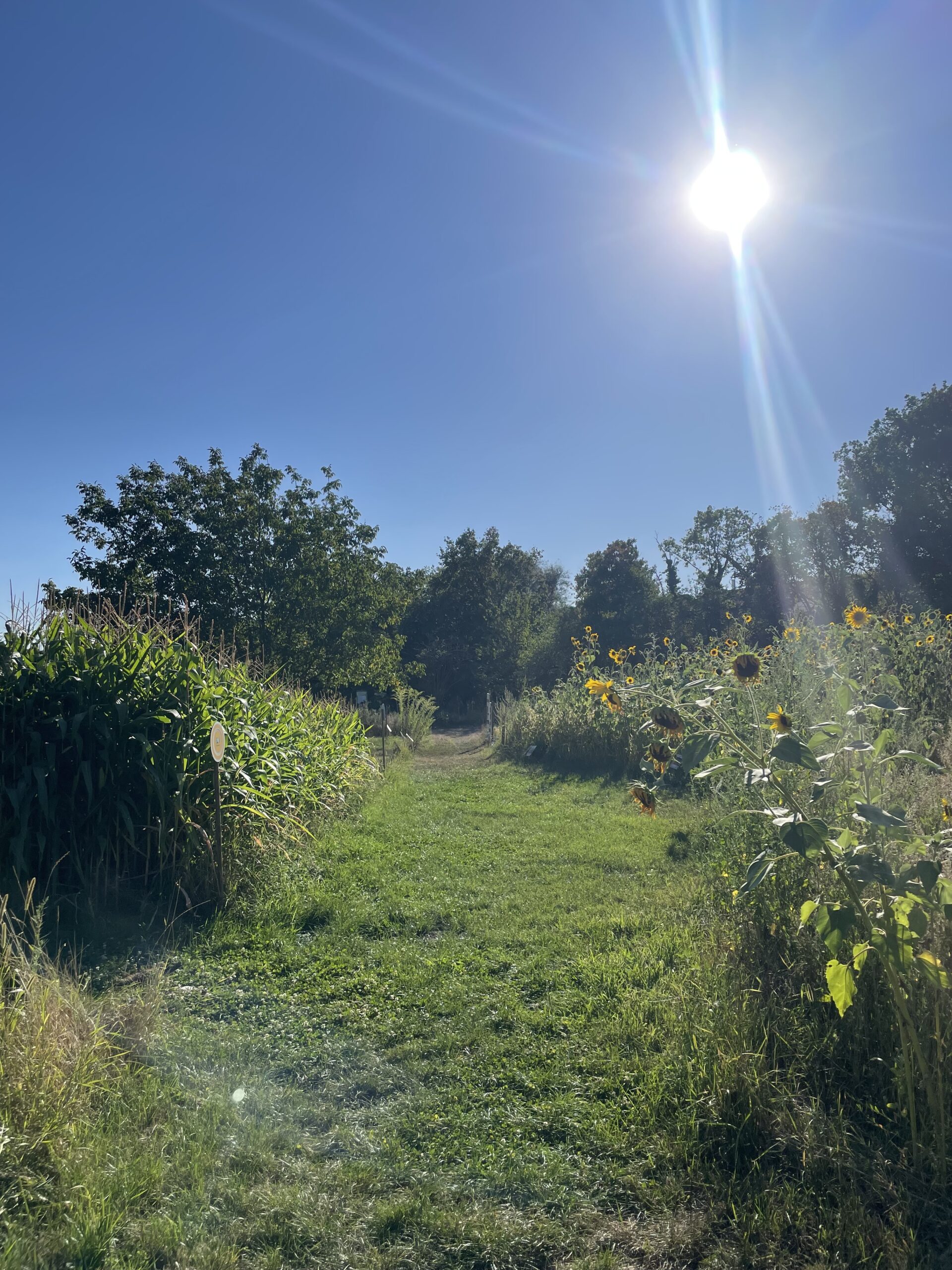 Wiesenweg, der grün in der Sonne leuchtet und vorbei an hohen Sonnenblumen und Mais führt.